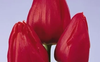 Три красных тюльпана на фиолетовом фоне - Вилли Вонг