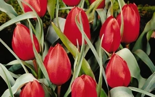красные тюльпаны в цветнике - вилсоняна