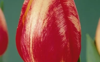 Крупный план красного тюльпана с желтыми прожилками на зеленом фоне - Wинтэрбэрг Элитэ