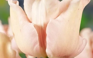 Розовые тюльпаны на размытом фоне - Wитть Пицтурэ