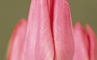 Розовый тюльпан на фоне других цветов - Wондэрфул