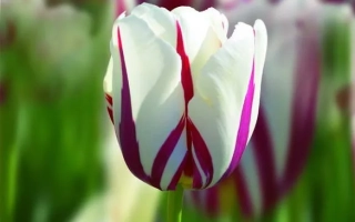 Тюльпаны сорта World Expression на фоне зеленого поля - Wорлд Эxпрэссион