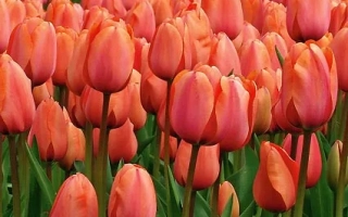 Поле оранжевых тюльпанов - Wорлд Пэацэ
