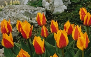 Тюльпаны Yellow Dawn на фоне камней и зелени - Ьэллоw Даwн