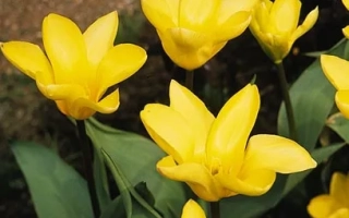 Желтые тюльпаны сорта Yellow Empress на фоне земли - Ьэллоw Эмпрэсс