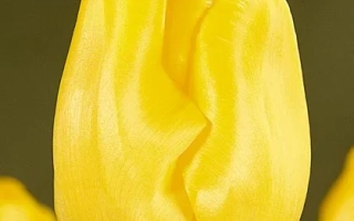 Желтый тюльпан сорта Yellow King - Ьэллоw Кинг
