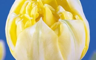 Желтая тюльпана сорта Yellow Mountain на синем фоне - Ьэллоw Моунтаин
