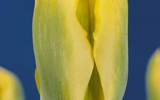 Желтый тюльпан на синем фоне - Ьэллоw Спринггрээн