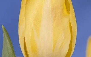 Желтая тюльпана на синем фоне - Ьэллоw Стар