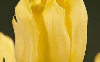 Желтый тюльпан на темном фоне - Еллова