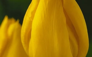 Желтый тюльпан на фоне зелени - Ьокоhама