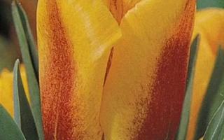 Желто-оранжевый тюльпан на фоне зелени - Ьоко'с Дрэам