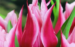 Розовые тюльпаны на зелёном фоне - Ьонина