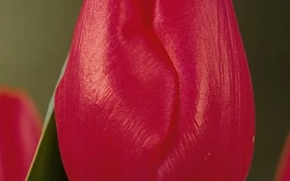 Красный тюльпан на зелёном фоне - Ьоска