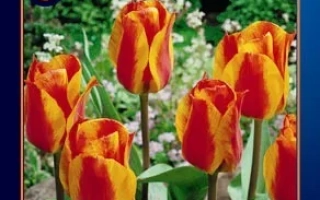 Пакет семян тюльпанов 'Юрий Гагарин' с изображением красных цветов - Ьури Гагарин