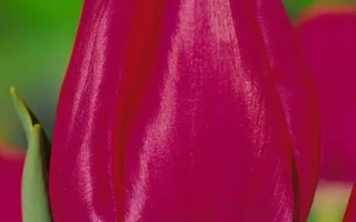 Крупный план ярко-розового тюльпана - Ьвоннэ
