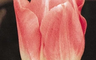 Тюльпан розово-белого цвета на темном фоне - Ьвоннэ ван Гэннип