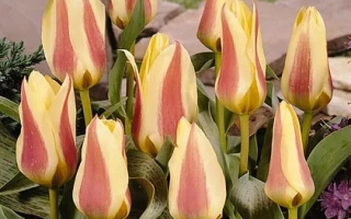 Тюльпаны Зампа в саду