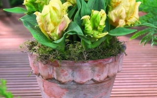 Желтые тюльпаны в глиняном горшке на деревянной террасе - Зампа Паррот