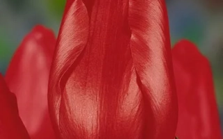 Крупный план красных тюльпанов на размытом фоне - Зантуторп