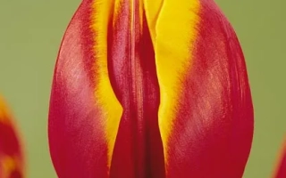 Тюльпан Zeelandia с красно-желтыми лепестками на зеленом фоне - Зээландиа