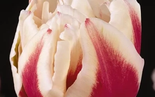 Тюльпан сорта Зизаниэ на чёрном фоне