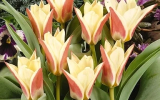 Тюльпаны Зомбиэ на фоне зелени