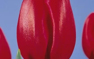 Красный тюльпан сорта Зорро на фоне голубого неба