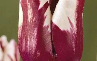 Тюльпан сорта Зурэл с красно-белыми лепестками на зелёном фоне