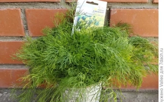 Пакет семян укропа в горшке на фоне кирпичной стены - АЭРОНАВТ