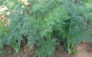 Свежая зелень укропа на грядке - Амазон