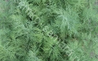 Зеленые листья укропа на земле - АМБРЕЛЛА