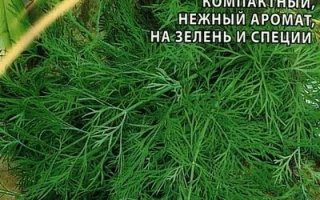Пакет семян укроп с изображением зелени и надписью 'Укроп' - АНКЕР