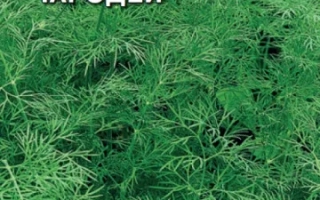 Пакет семян укропа Чародей на фоне зелени