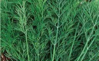 Пакет семян укропа Деликат с изображением зелени и логотипом производителя