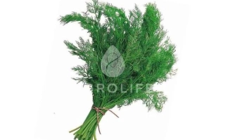 Свежий укроп на белом фоне с логотипом PROLIFE - Денди