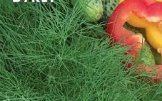 Семена укропа Душистый букет на зеленом фоне