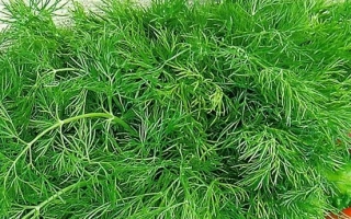 Пакет семян укроп Душистый пучок с изображением зелени и помидоров