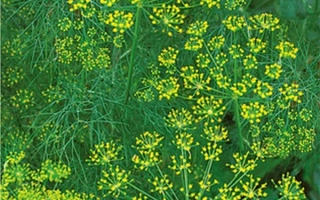 Семена укроп Эйфория на фоне зелени