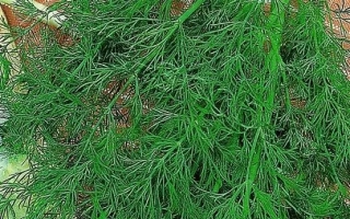 Пакет семян укропа Элефонт от Аэлита - ЭЛЕФАНТ