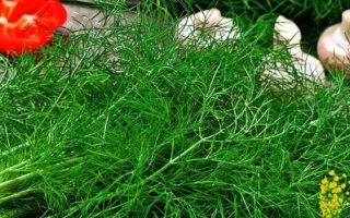 Пакет семян укропа Фейерверк с изображением зелени и логотипом Аэлита