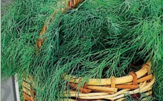 Пакет семян укропа ФИЛИГРАНЬ с изображением зелени и корзины