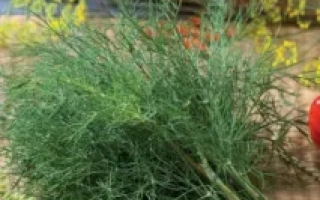 Пакет семян укропа сорта ГЕРМАН