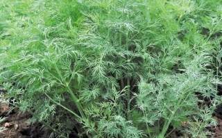 Растение укроп на грядке - Гладиатор
