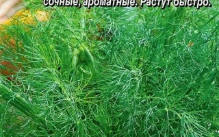 Пакет семян укропа Голубой иней