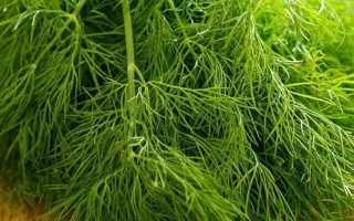 Свежая зелень укропа - ГРИН СЛИВЗ