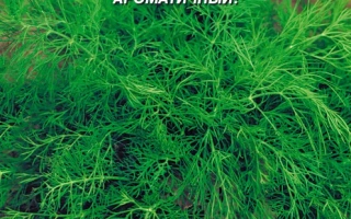 Пакет семян укропа ХанаК с изображением зелени и логотипом