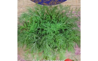 Пакет семян укропа Император с изображением зелени и красных плодов