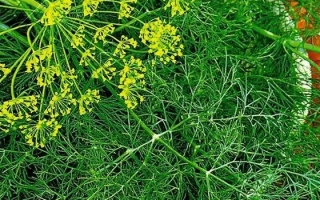 Пакет семян укропа Исполин с изображением зелени и логотипом Аэлита