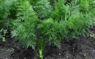 Растение укроп на грядке - Изумруд